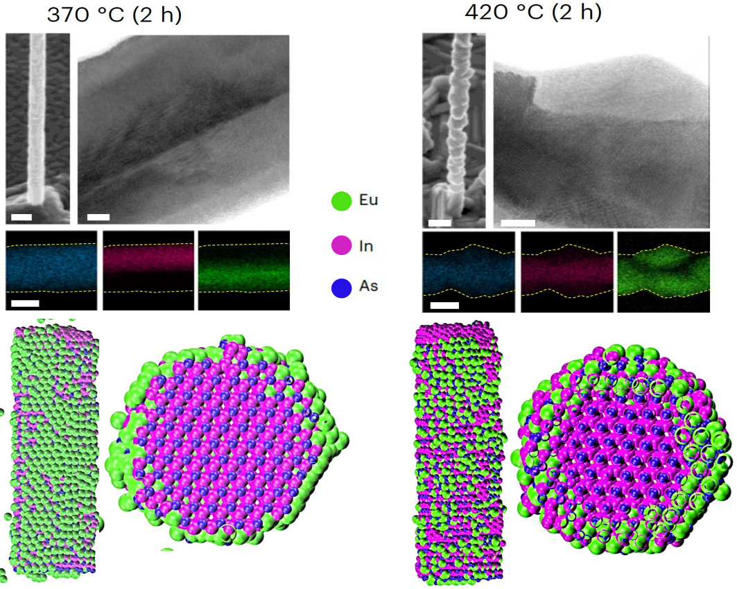 Formation of an EuAs layer on the InAs nanowire surface at lower temperatures and the reconstruction of the InAs nanowire into an Eu3In2As4 crystal at higher temperatures - experimental results and MD simulations.